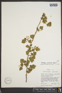 Crataegus marshallii image