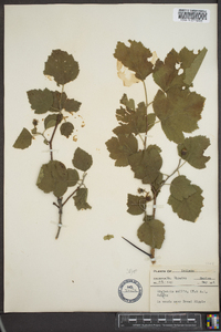 Crataegus marshallii image