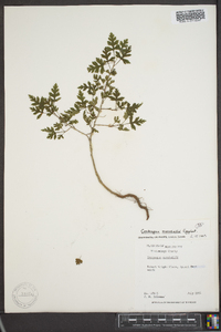 Crataegus marshallii image