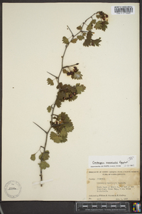 Crataegus marshallii image