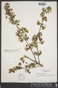 Crataegus marshallii image