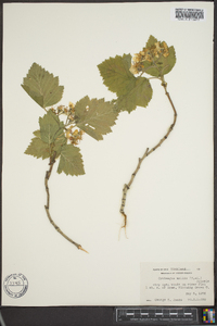 Crataegus mollis image