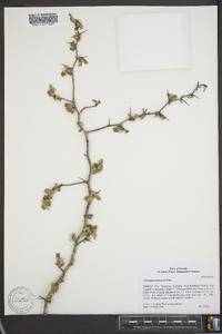 Crataegus michauxii image