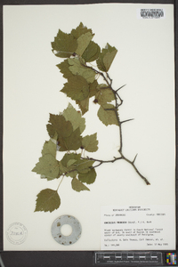 Crataegus pruinosa image