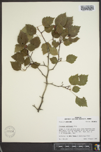 Crataegus prunifolia image