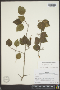 Crataegus prunifolia image