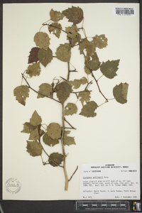 Crataegus prunifolia image