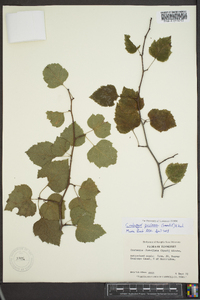 Crataegus prunifolia image