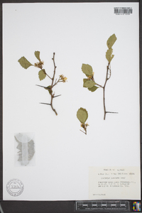 Crataegus punctata image