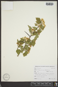 Crataegus pruinosa image