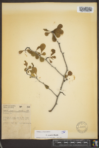 Crataegus flava image