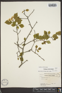 Crataegus rubella image