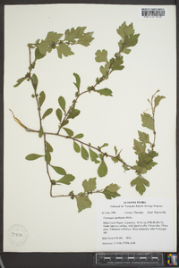 Crataegus spathulata image