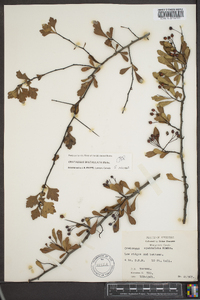 Crataegus spathulata image