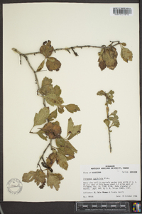 Crataegus spathulata image