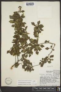 Crataegus spathulata image