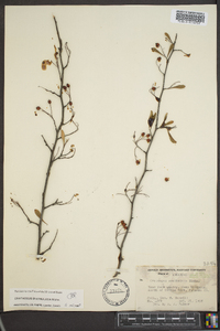 Crataegus spathulata image