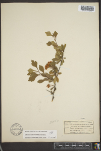 Crataegus spathulata image