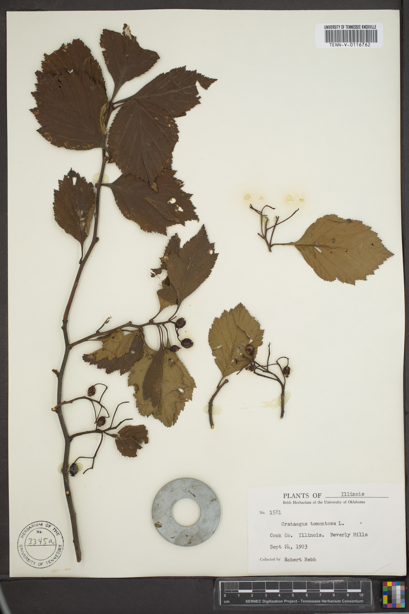 Crataegus tomentosa image