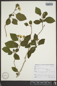 Crataegus triflora image