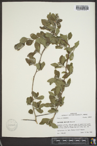 Crataegus uniflora image