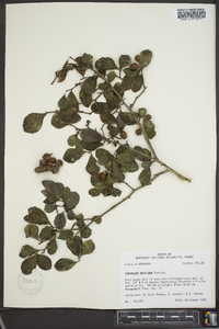 Crataegus uniflora image