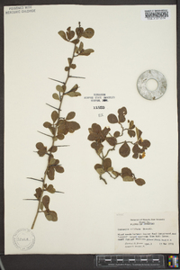 Crataegus uniflora image