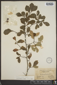 Crataegus uniflora image