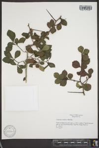 Crataegus uniflora image