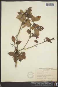 Crataegus uniflora image