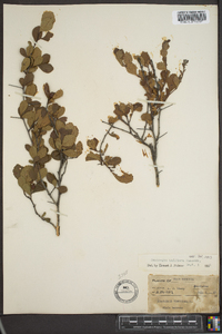 Crataegus uniflora image