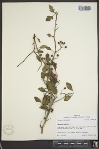 Crataegus viridis image