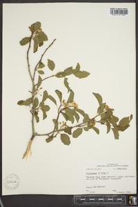 Crataegus viridis image