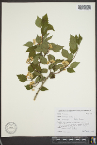 Crataegus viridis image