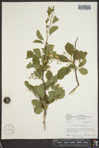 Crataegus viridis image