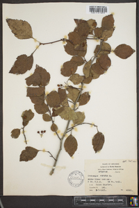 Crataegus viridis image