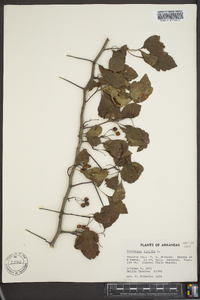 Crataegus viridis image
