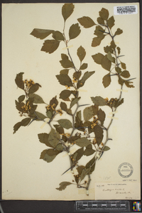 Crataegus viridis image