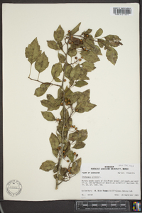 Crataegus viridis image