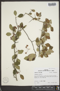 Crataegus viridis image