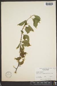 Crataegus viridis image