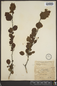 Crataegus viridis image