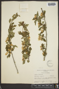 Crataegus viridis image