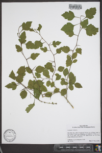 Crataegus viridis image