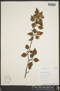 Crataegus viridis image