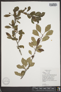 Crataegus viridis image