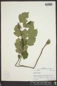 Crataegus viridis image