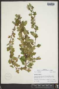 Crataegus viridis image