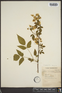 Rubus argutus image