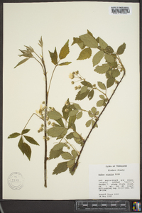 Rubus argutus image